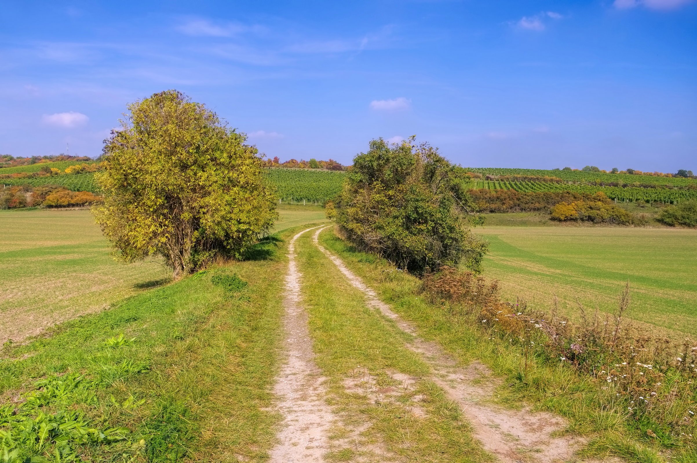 reiseziele-halle-saale-unstrut-ebike-mieten-425848972